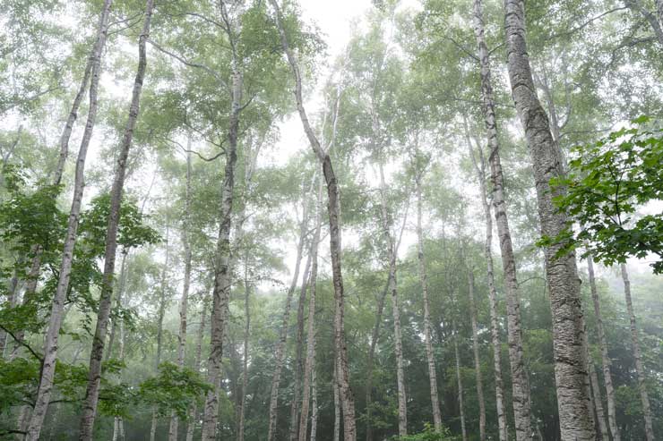 Weißbirkenwald auf dem Hiraniwa-Plateau in der Präfektur Iwate